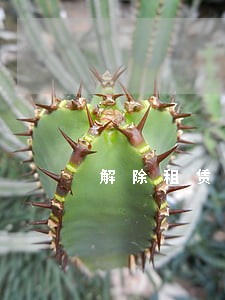 解除租赁合同法律意见书