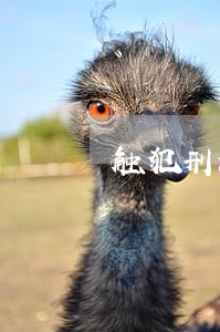 触犯刑法被判罚五千元