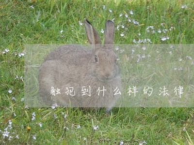 触犯到什么样的法律 触犯到什么样的法律