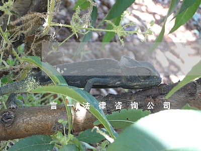 言一法律咨询公司 言一法律咨询公司