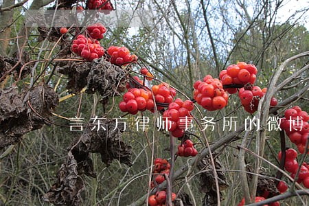 言东方律师事务所的微博