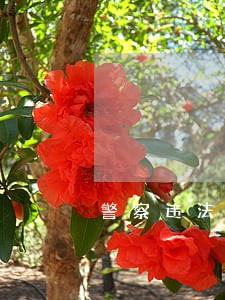 警察违法举报电话