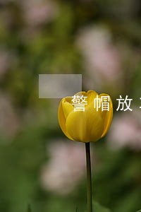 警帽放车上违法吗