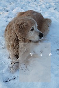 警方严打违法犯罪依法将其抓获 警方严打违法犯罪依法将其抓获
