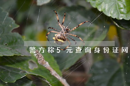 警方称5元查询身份证网站违法 警方称5元查询身份证网站违法