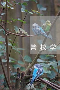 警校学生可以参加法院执法吗