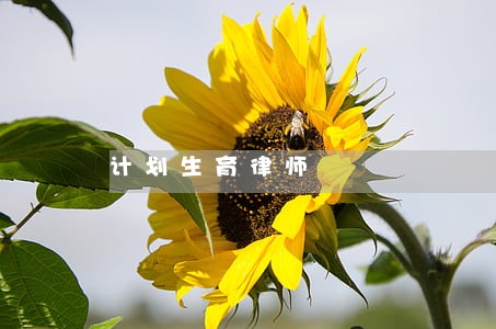 计划生育律师 计划生育律师