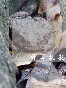 计算机犯罪立法调查 计算机犯罪立法调查