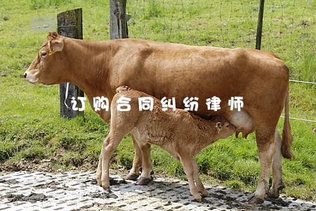 订购合同纠纷律师 订购合同纠纷律师