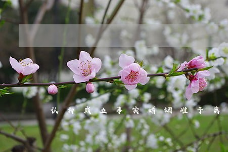 认为成立事实婚姻准予离婚