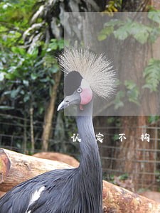 认定不构成近似商标