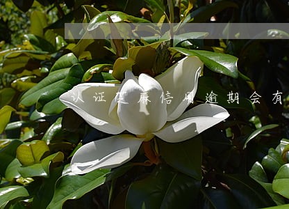 认证芝麻信用逾期会有影响吗 认证芝麻信用逾期会有影响吗