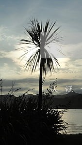 认证认可条例中的违法所得
