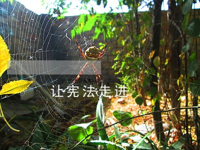 让宪法走进