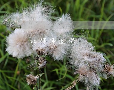 让律师退保 让律师退保