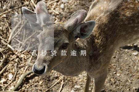 讯秒贷款逾期 讯秒贷款逾期