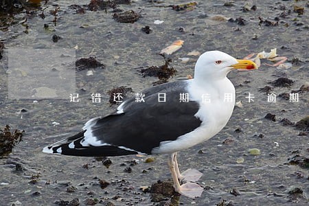 记错还款日期信用卡逾期怎么办 记错还款日期信用卡逾期怎么办