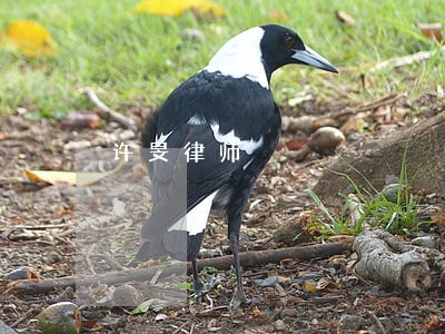 许旻律师 许旻律师