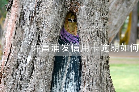 许昌浦发信用卡逾期如何处理 许昌浦发信用卡逾期如何处理