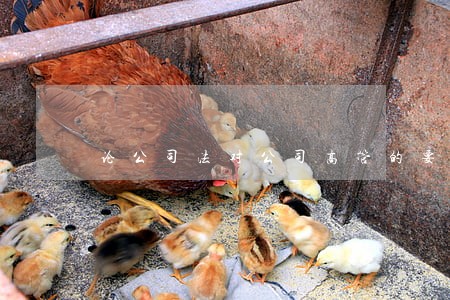 论公司法对公司高管的要求 论公司法对公司高管的要求