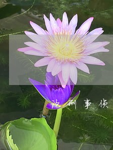 论刑事侦查程序的诉讼化改造途径 论刑事侦查程序的诉讼化改造途径