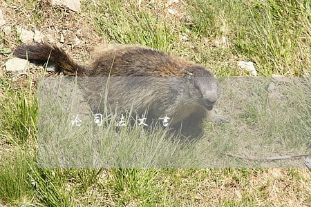 论司法文书 论司法文书