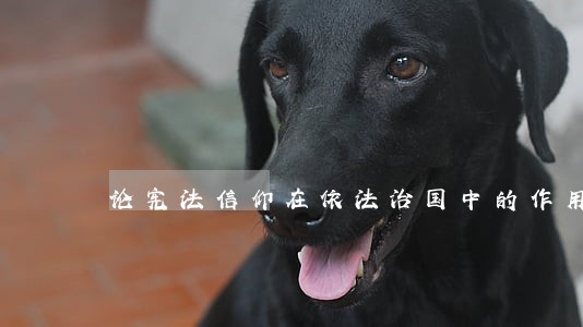 论宪法信仰在依法治国中的作用 论宪法信仰在依法治国中的作用