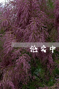 论文中国法律的缺陷
