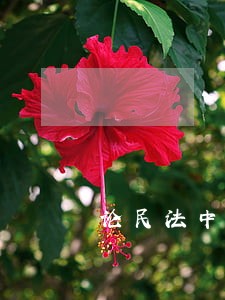 论民法中的社会公共利益 论民法中的社会公共利益