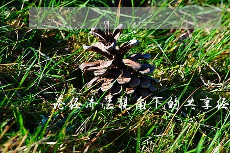 论经济法视角下的共享经济 论经济法视角下的共享经济