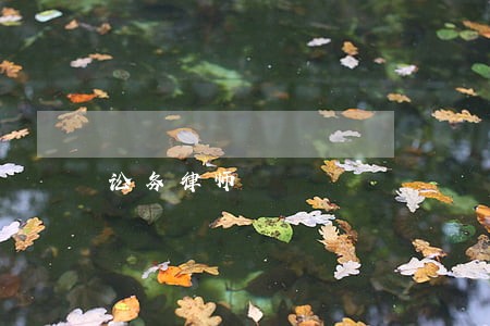 讼务律师 讼务律师