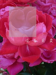 设备买卖合同纠纷律师 设备买卖合同纠纷律师