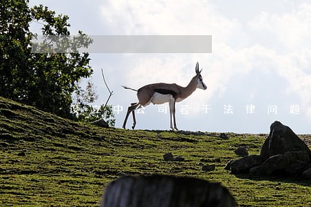 设立中公司若干法律问题研究 设立中公司若干法律问题研究