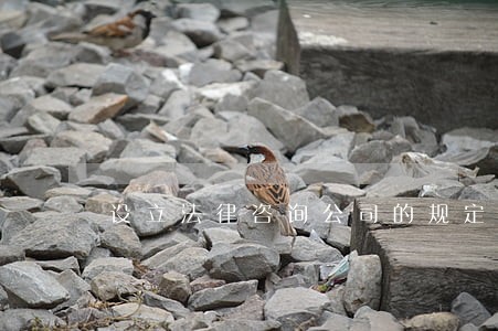 设立法律咨询公司的规定 设立法律咨询公司的规定