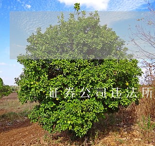 证券公司违法所得不足十万 证券公司违法所得不足十万