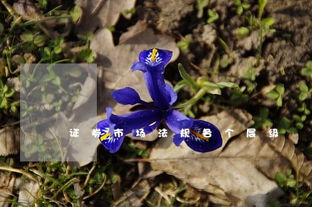 证券市场法规各个层级 证券市场法规各个层级