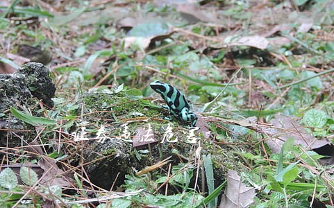 证券违法危害