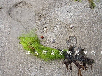 证大财富贷款逾期会上征信吗 证大财富贷款逾期会上征信吗