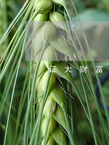 证大财富逾期怎么