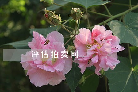 评估拍卖网 评估拍卖网