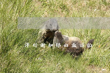 评析谢知锦公益诉讼 评析谢知锦公益诉讼
