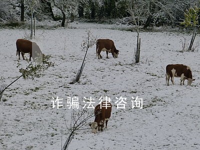 诈骗法律咨询 诈骗法律咨询