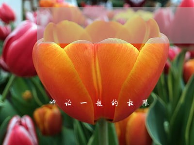 诉讼一般的权限