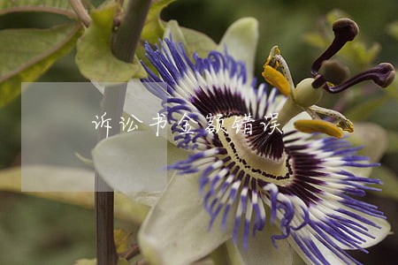 诉讼书金额错误 诉讼书金额错误