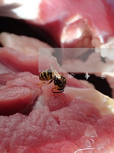 诉讼事务报价单