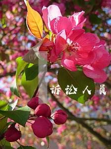 诉讼人员工作总结 诉讼人员工作总结