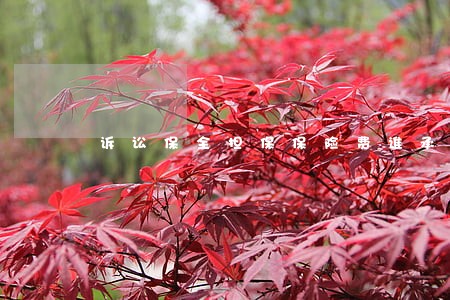 诉讼保全担保保险费谁承担