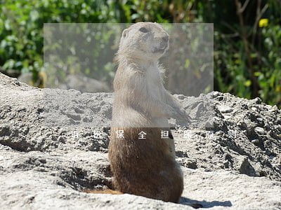 诉讼保全担保原则 诉讼保全担保原则