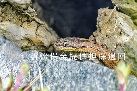 诉讼保全提供担保退回 诉讼保全提供担保退回
