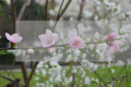 诉讼保全确权之诉 诉讼保全确权之诉